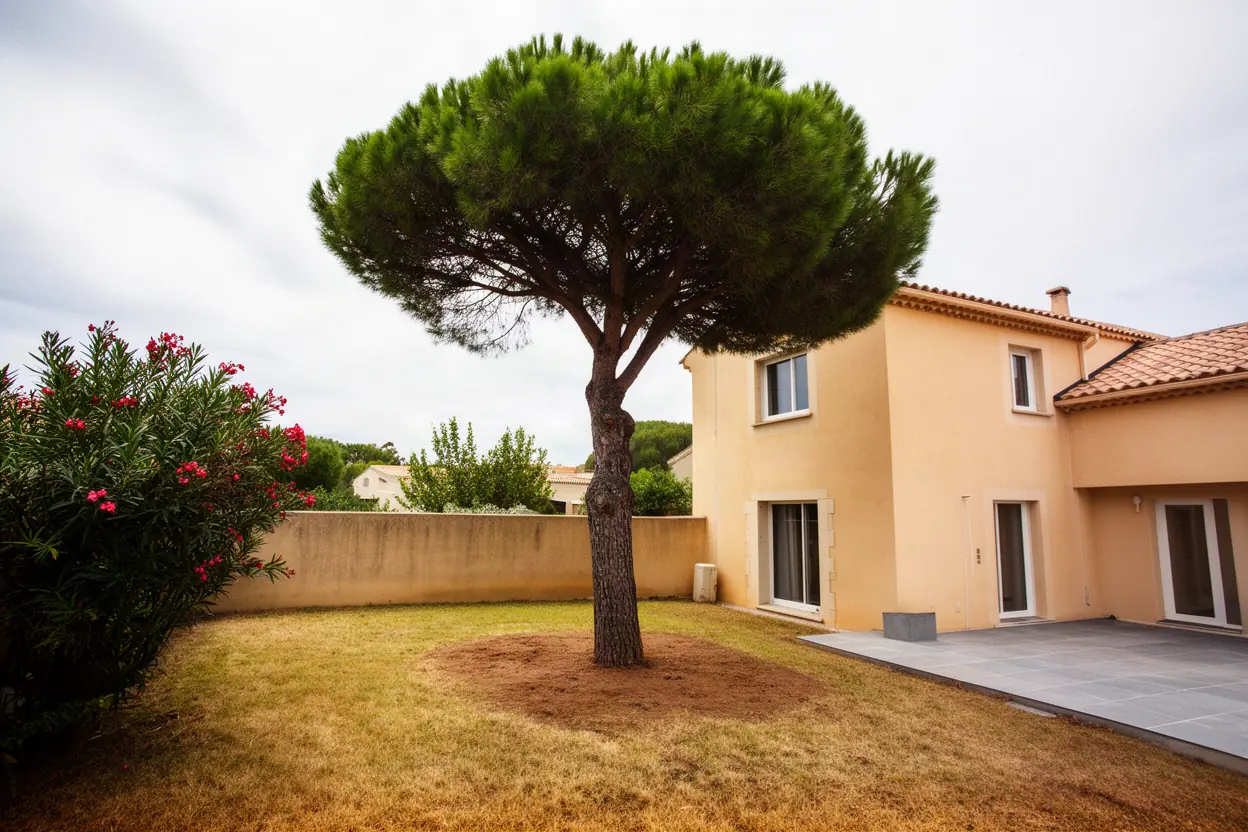 Pin incliné avant abattage contrôlé à Montpellier